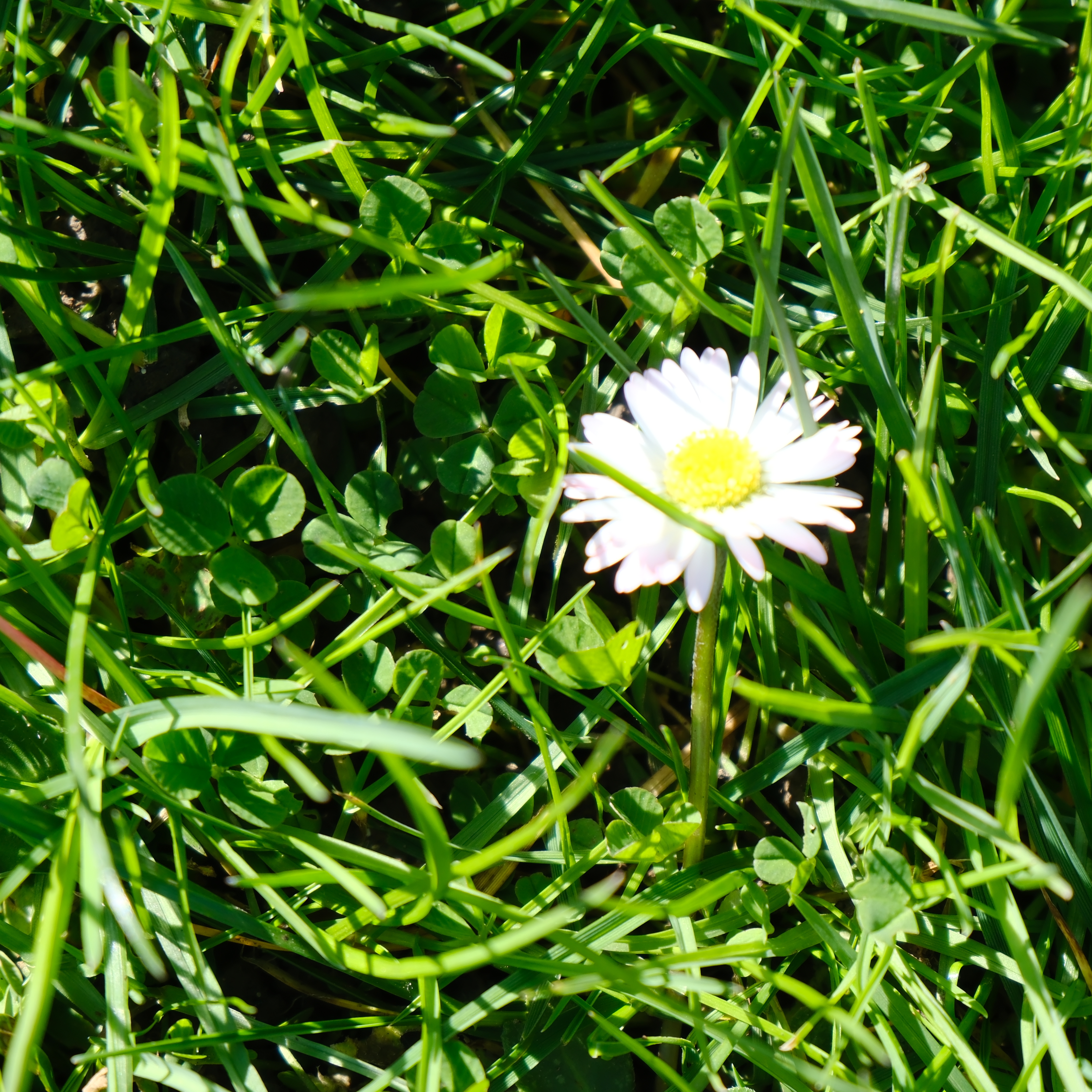 Lone Daisy